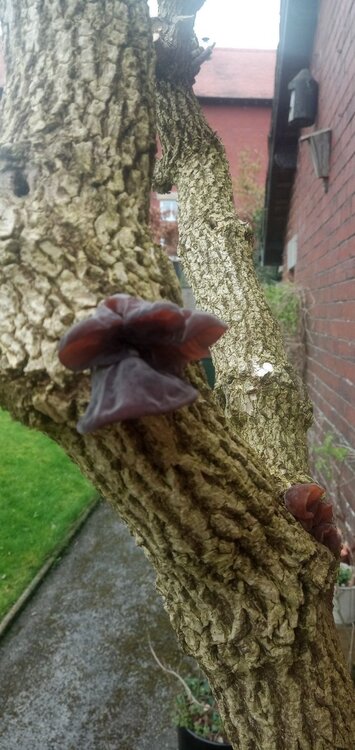 jelly ear fungus on elder.jpg